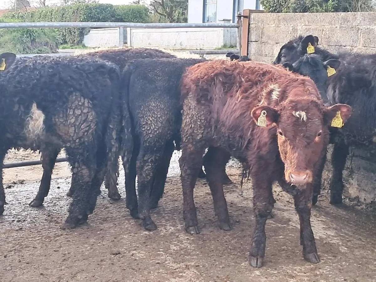 14 SUCKLER BRED WEANLINGS - Image 2