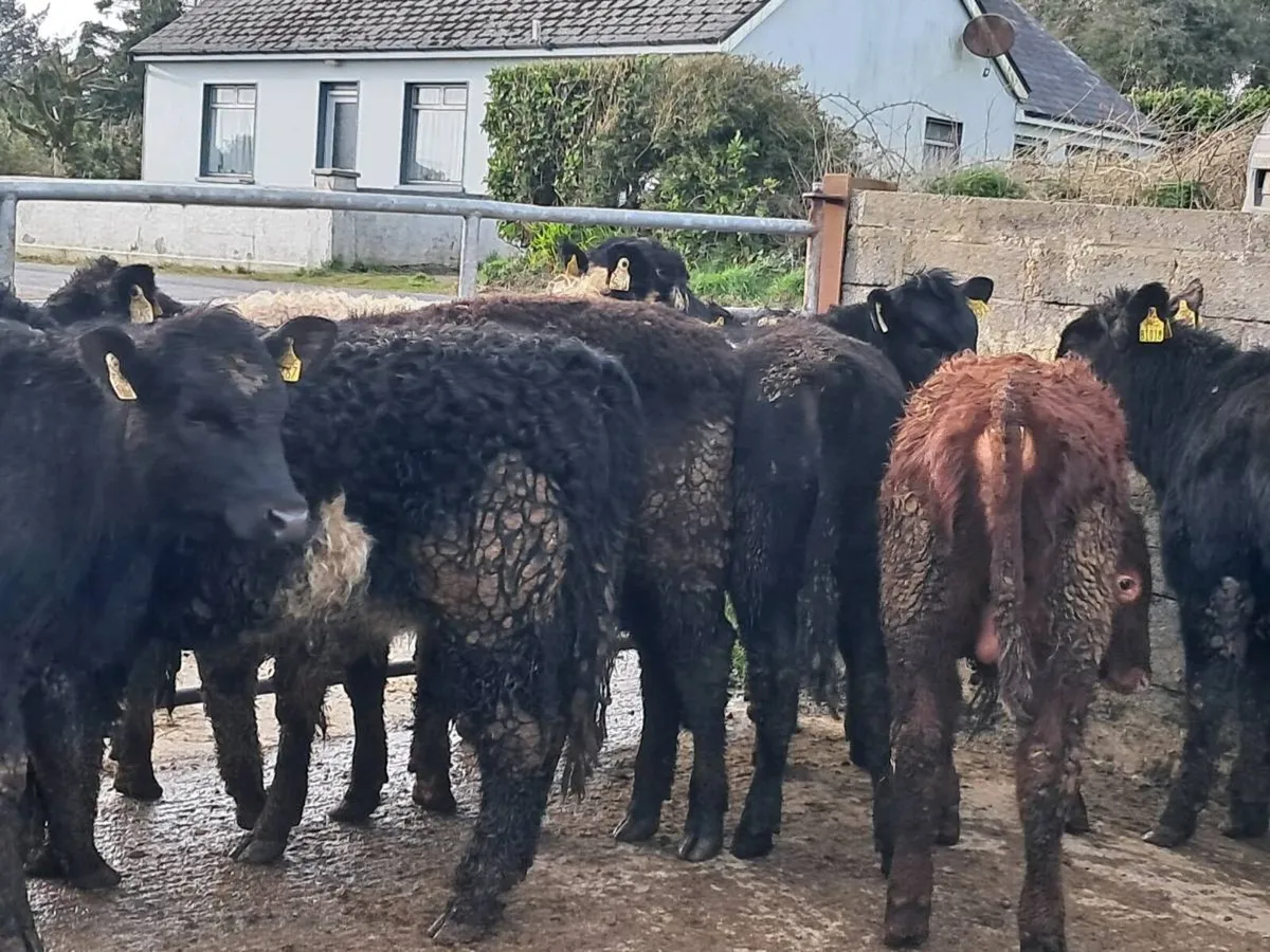 14 SUCKLER BRED WEANLINGS - Image 3