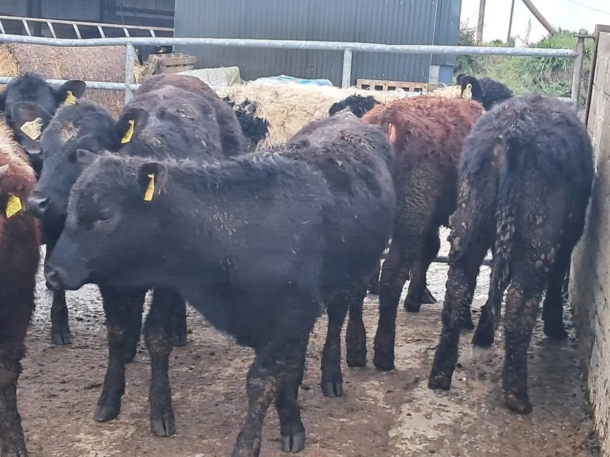 14 SUCKLER BRED WEANLINGS - Image 4