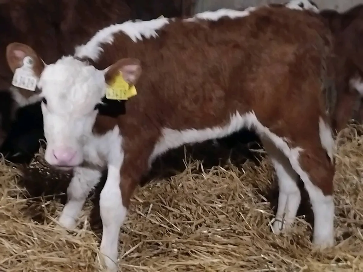5 Super Red Hereford Heifer Calves - Image 2