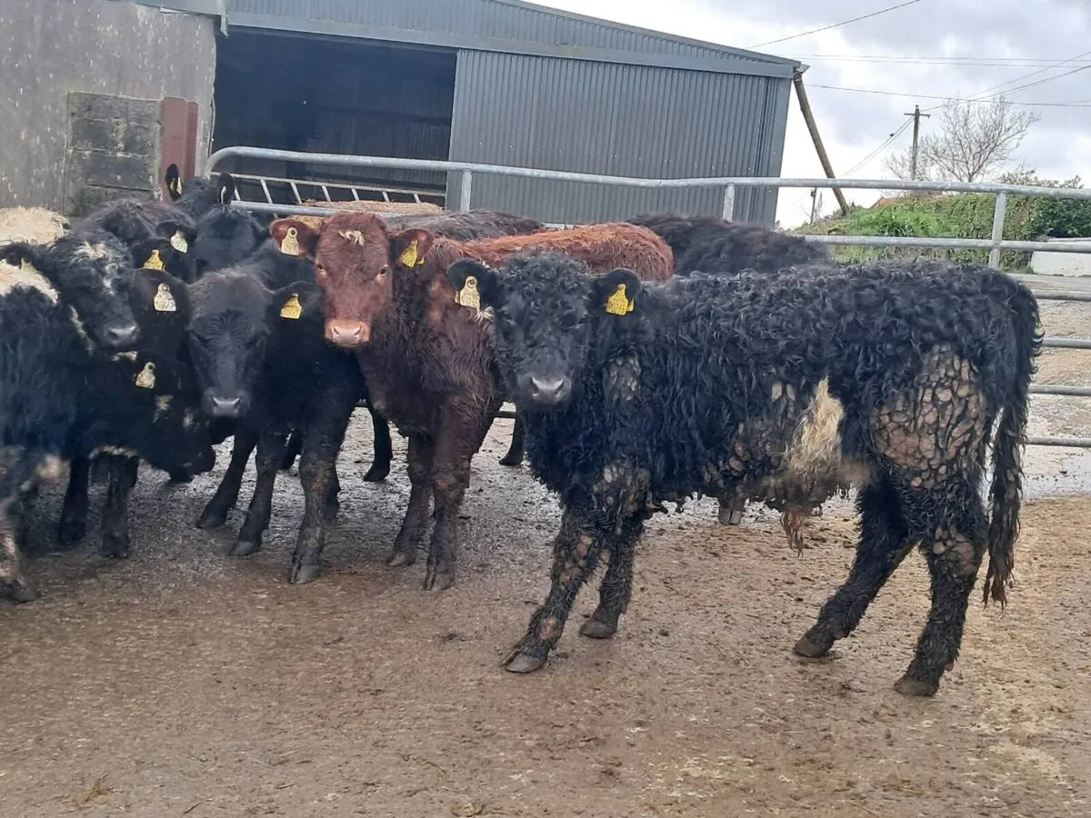 14 SUCKLER BRED WEANLINGS - Image 1