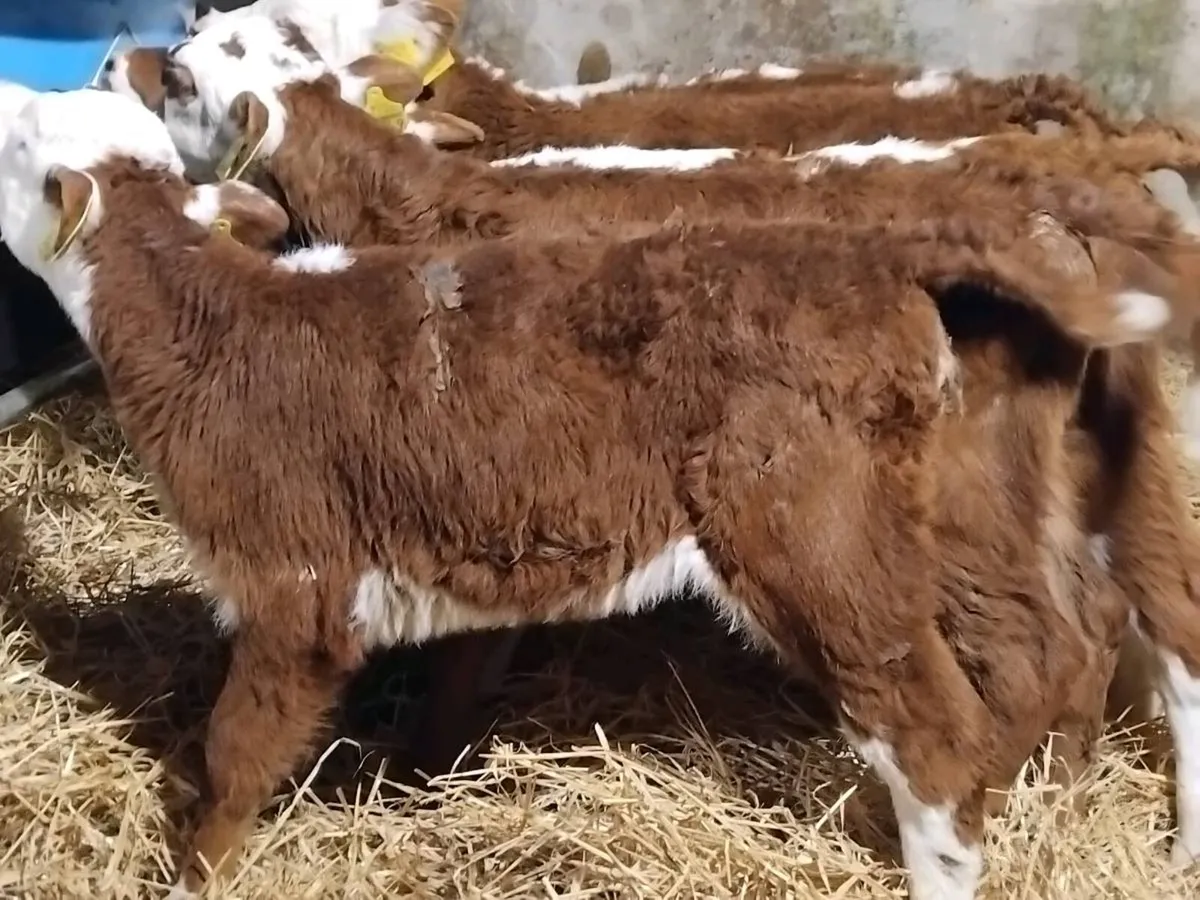 5 Super Red Hereford Heifer Calves - Image 1