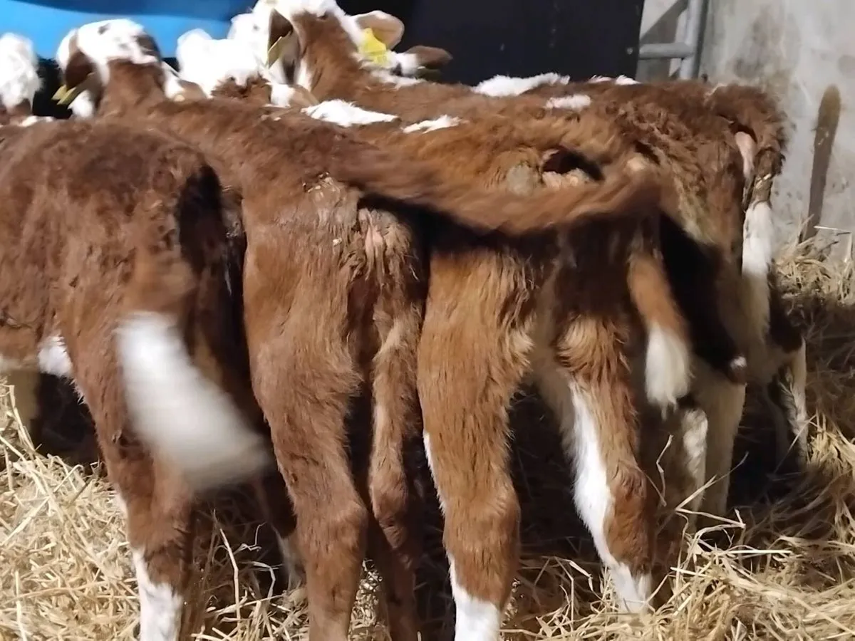 5 Super Red Hereford Heifer Calves - Image 3