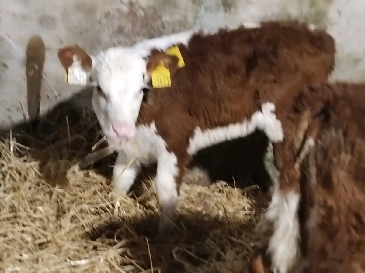 5 Super Red Hereford Heifer Calves - Image 4