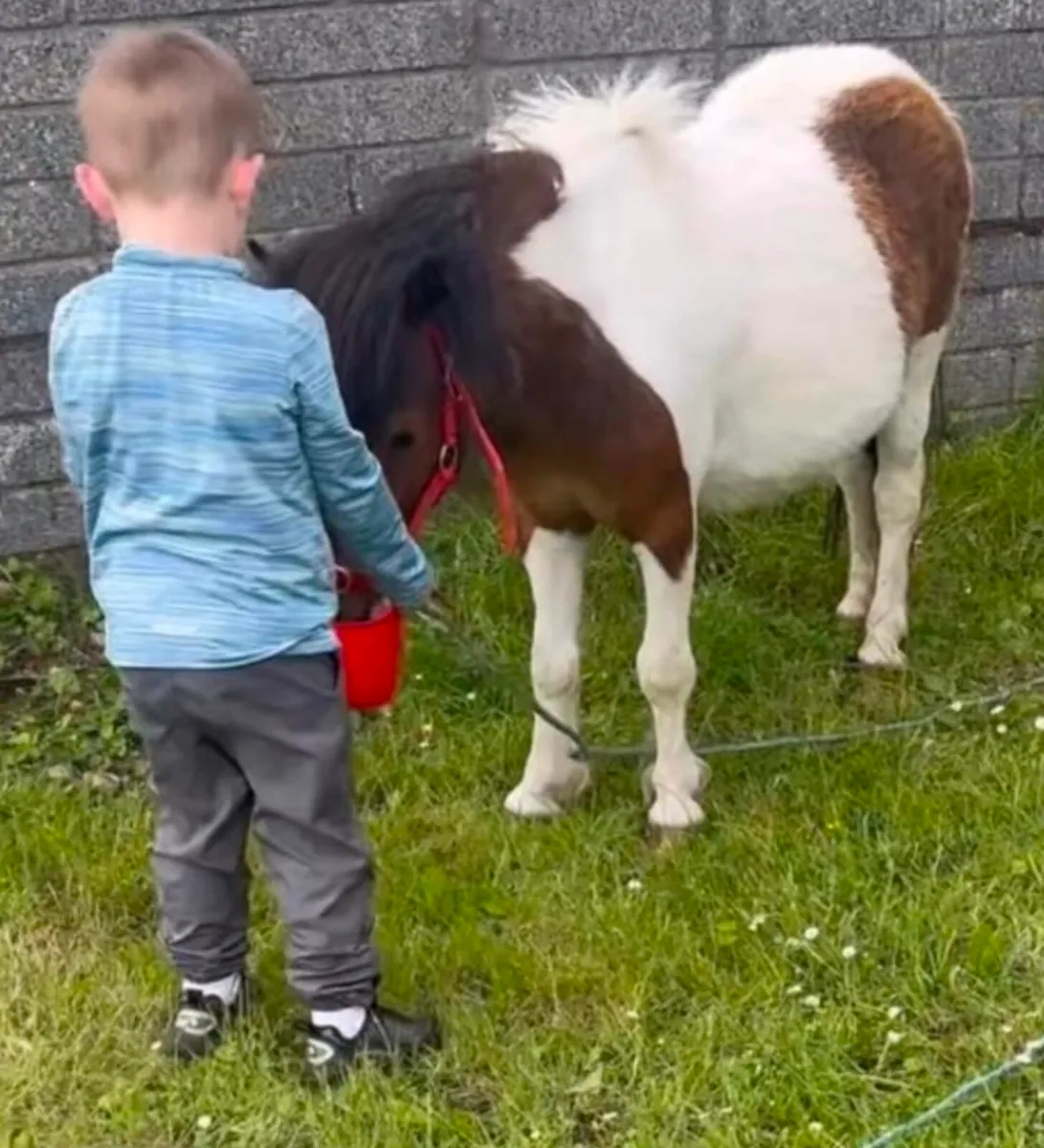 Miniature Shetland pony Galway - Image 3