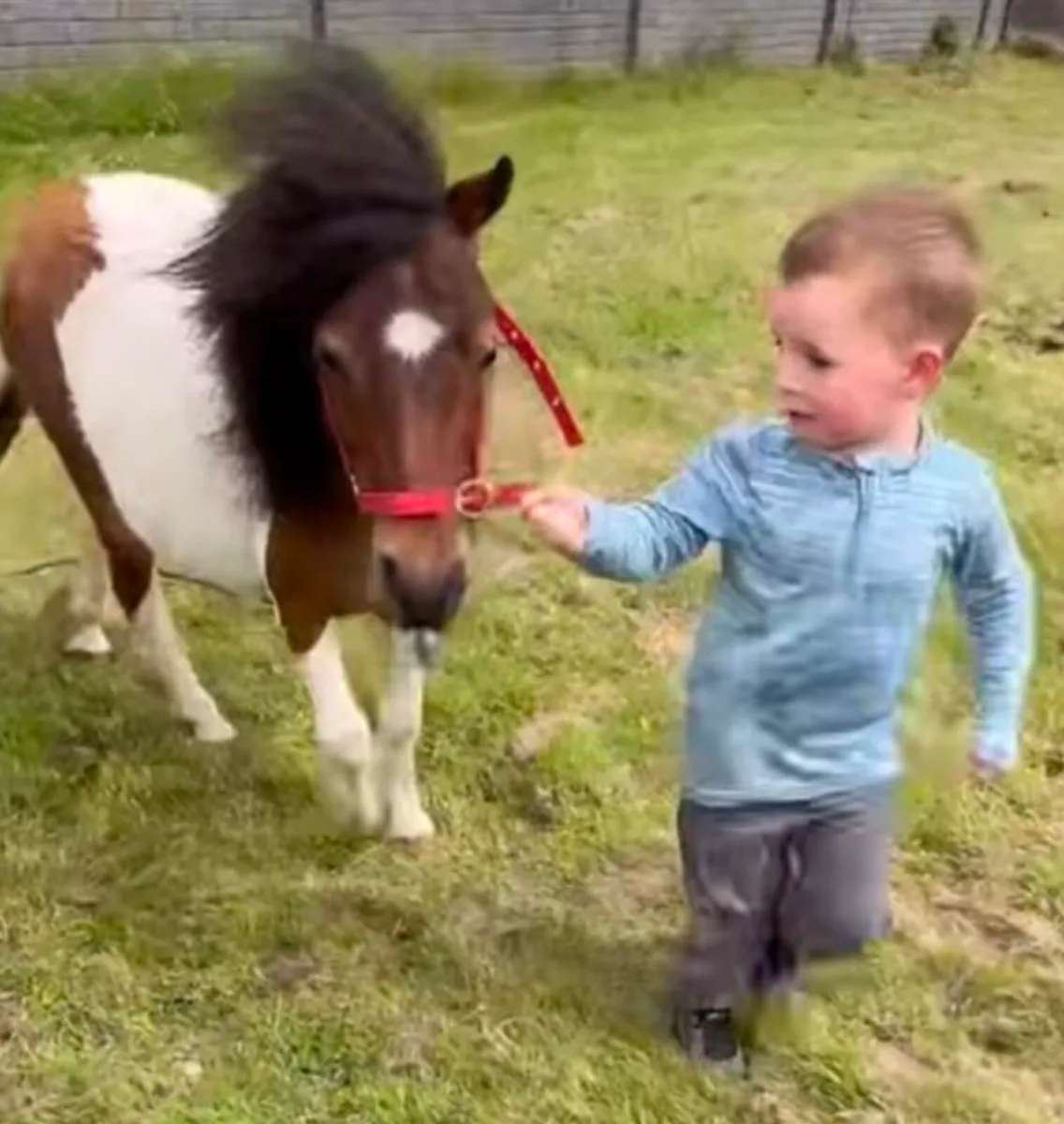 Miniature Shetland pony Galway - Image 4