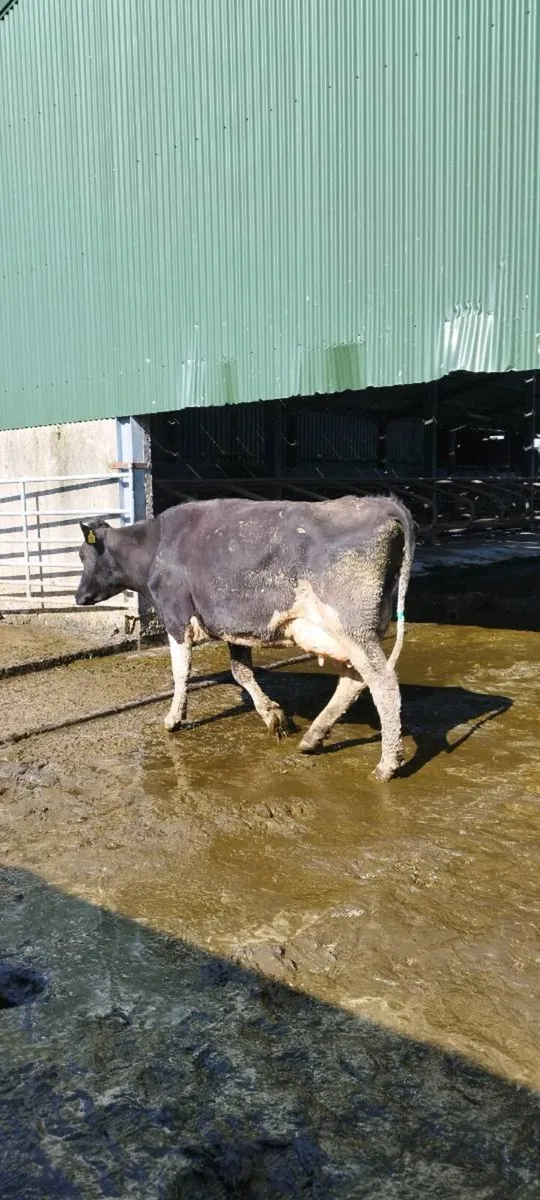 8 Calved and in-calf cows for sale - Image 1