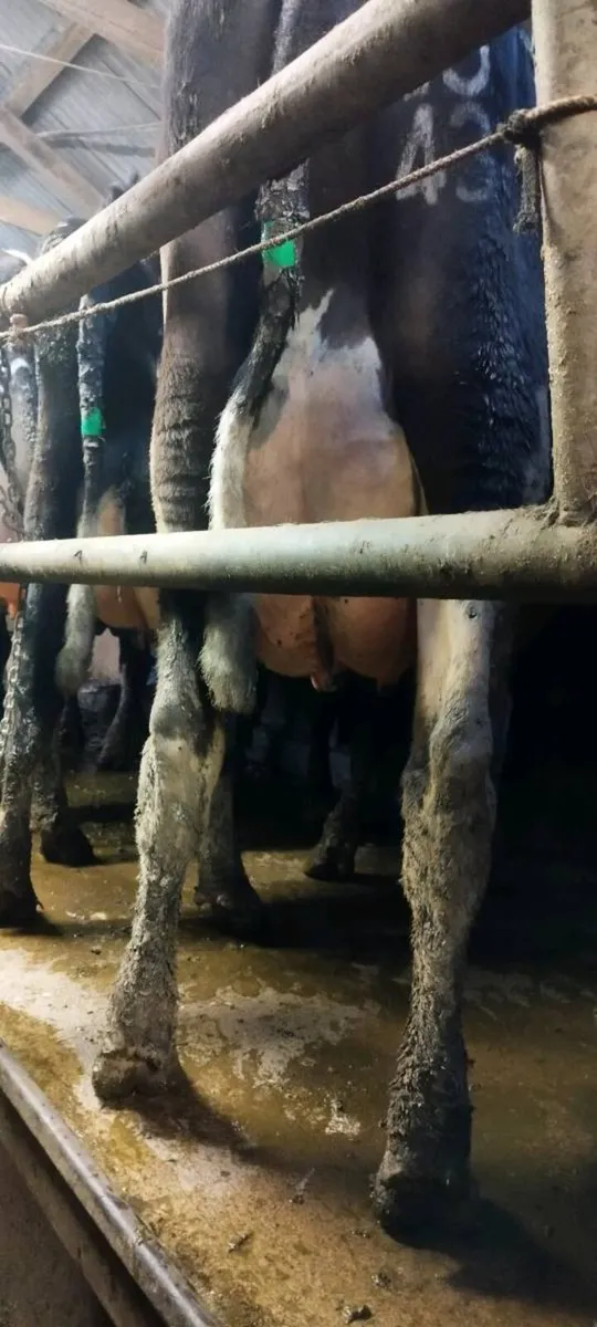 8 Calved and in-calf cows for sale - Image 2