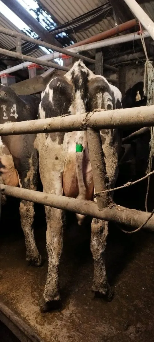 8 Calved and in-calf cows for sale - Image 3