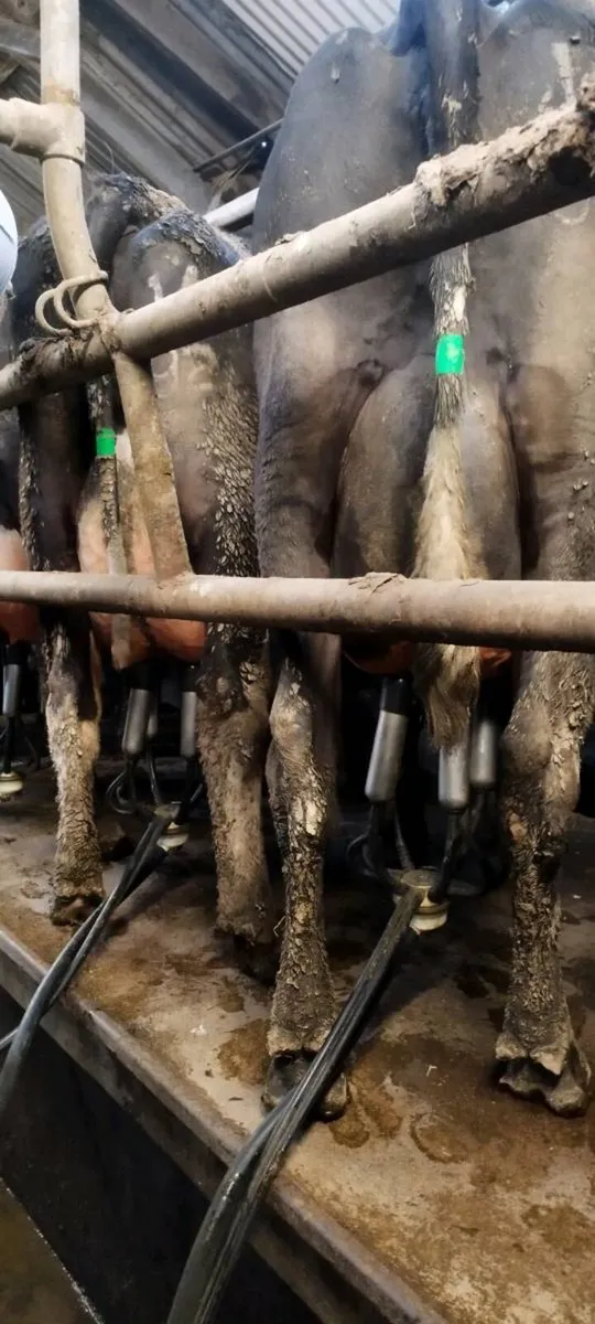 8 Calved and in-calf cows for sale - Image 4