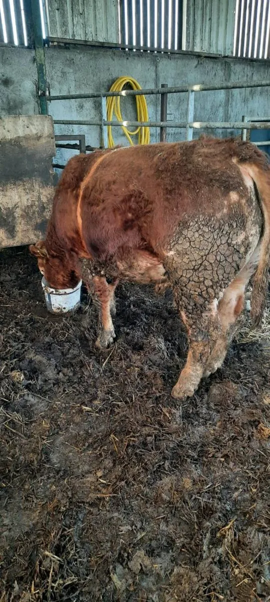 Limousin  bull - Image 2