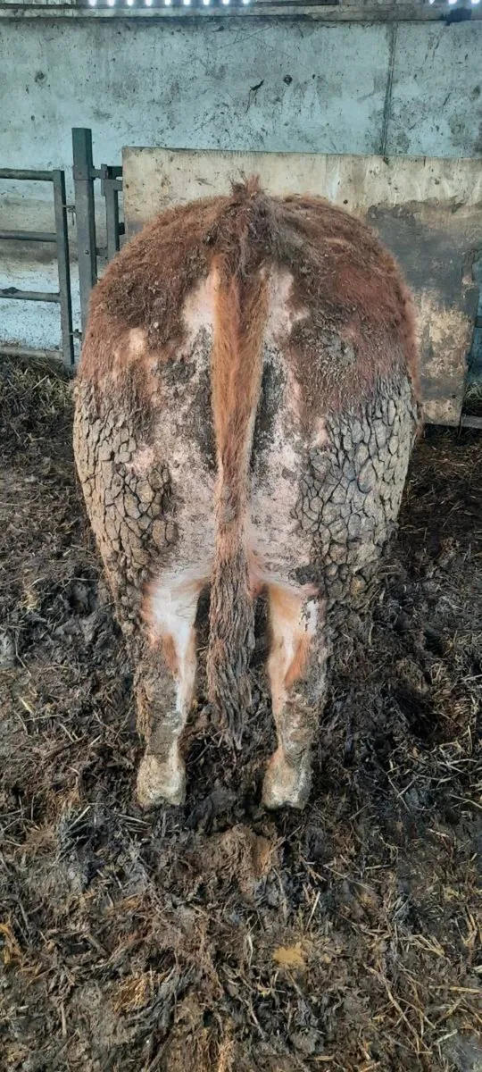 Limousin  bull - Image 3