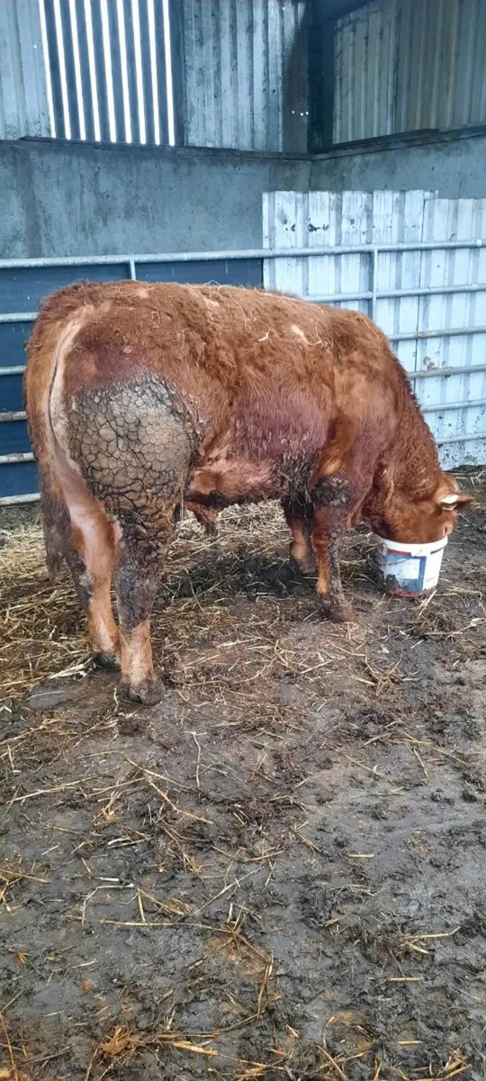 Limousin  bull - Image 4