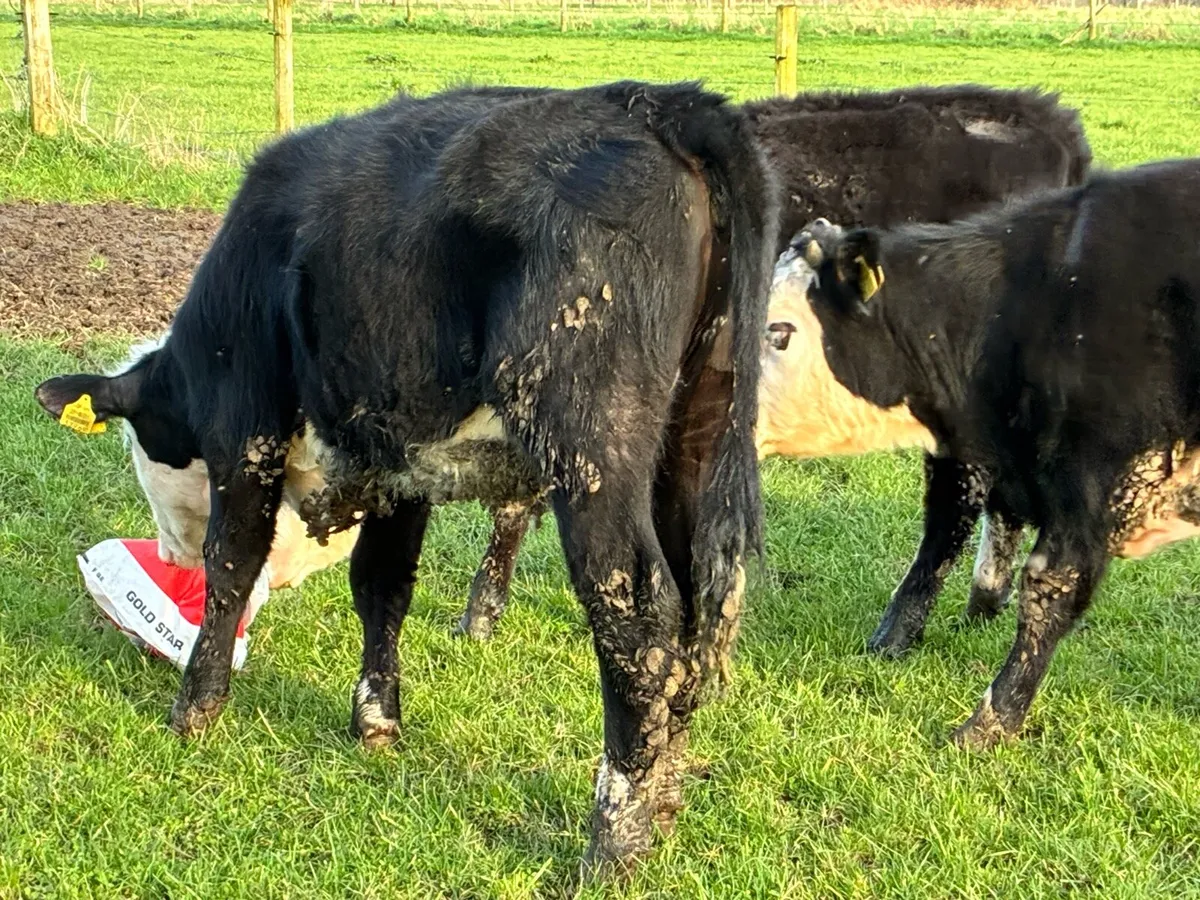 10 Hereford heifers for sale - Image 2