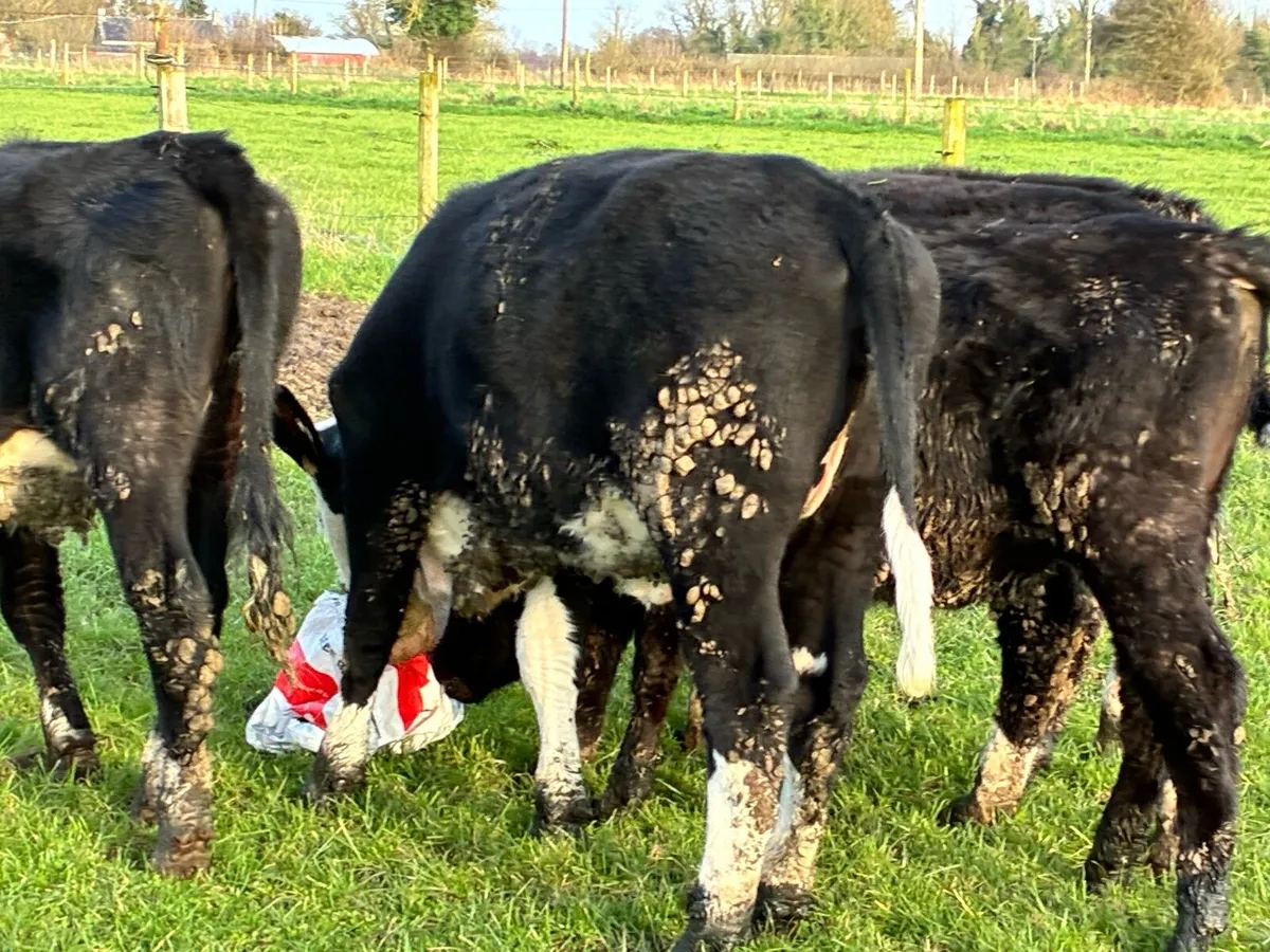10 Hereford heifers for sale - Image 3