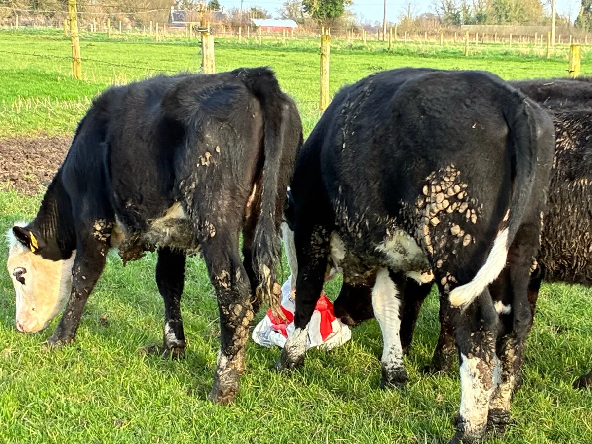 10 Hereford heifers for sale - Image 4