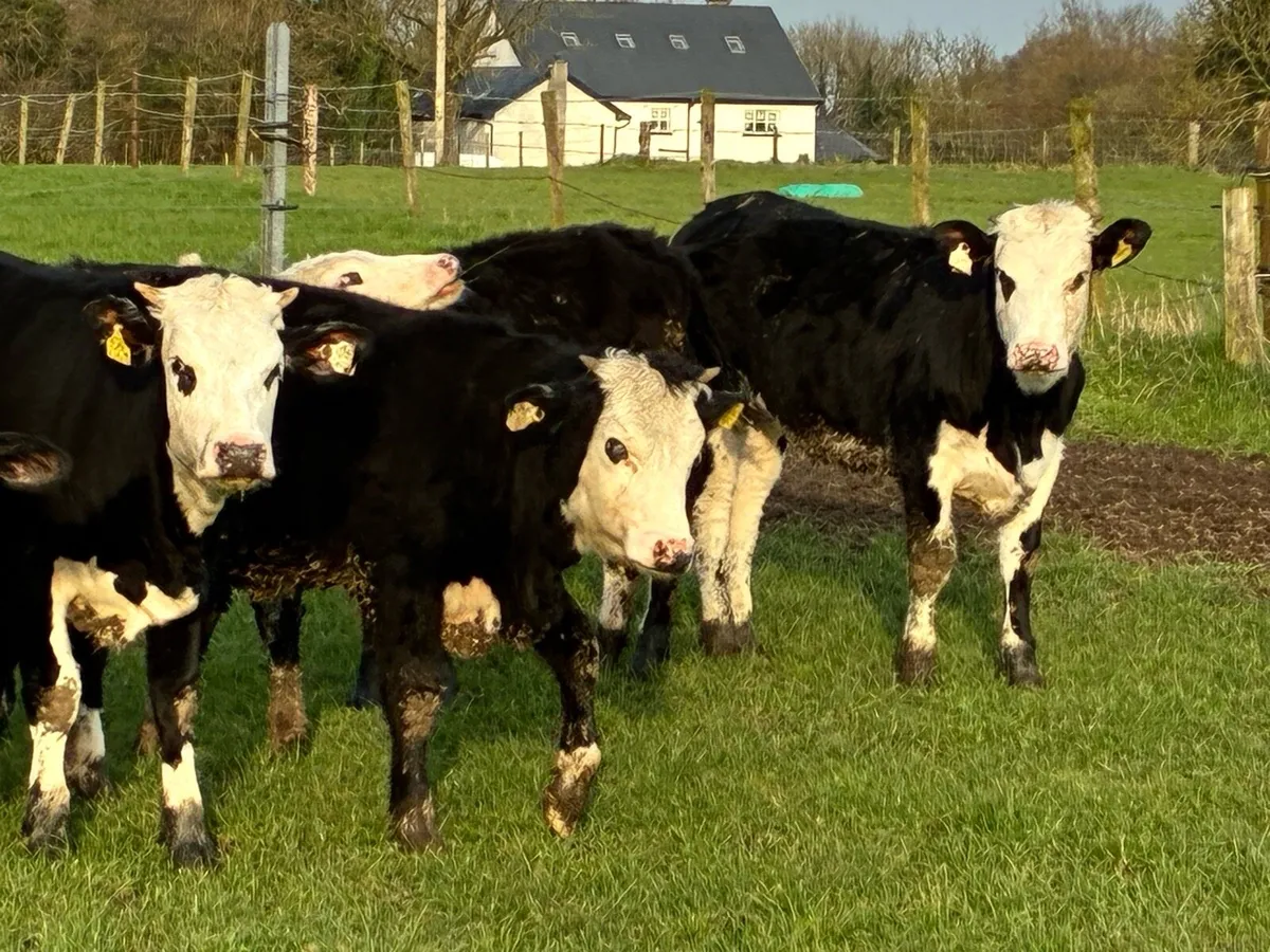 10 Hereford heifers for sale - Image 1