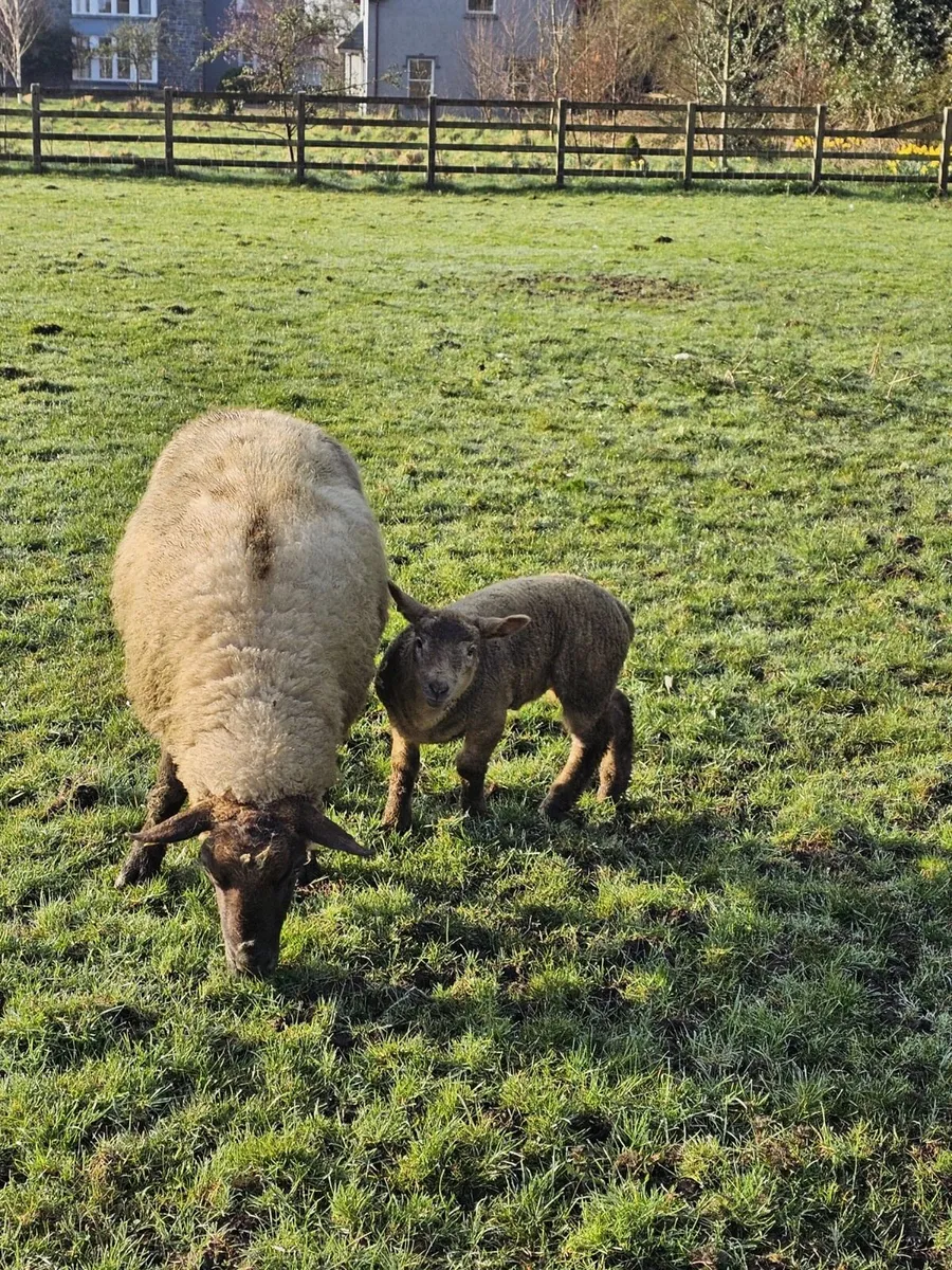 4 ewes and 4 lambs - Image 1