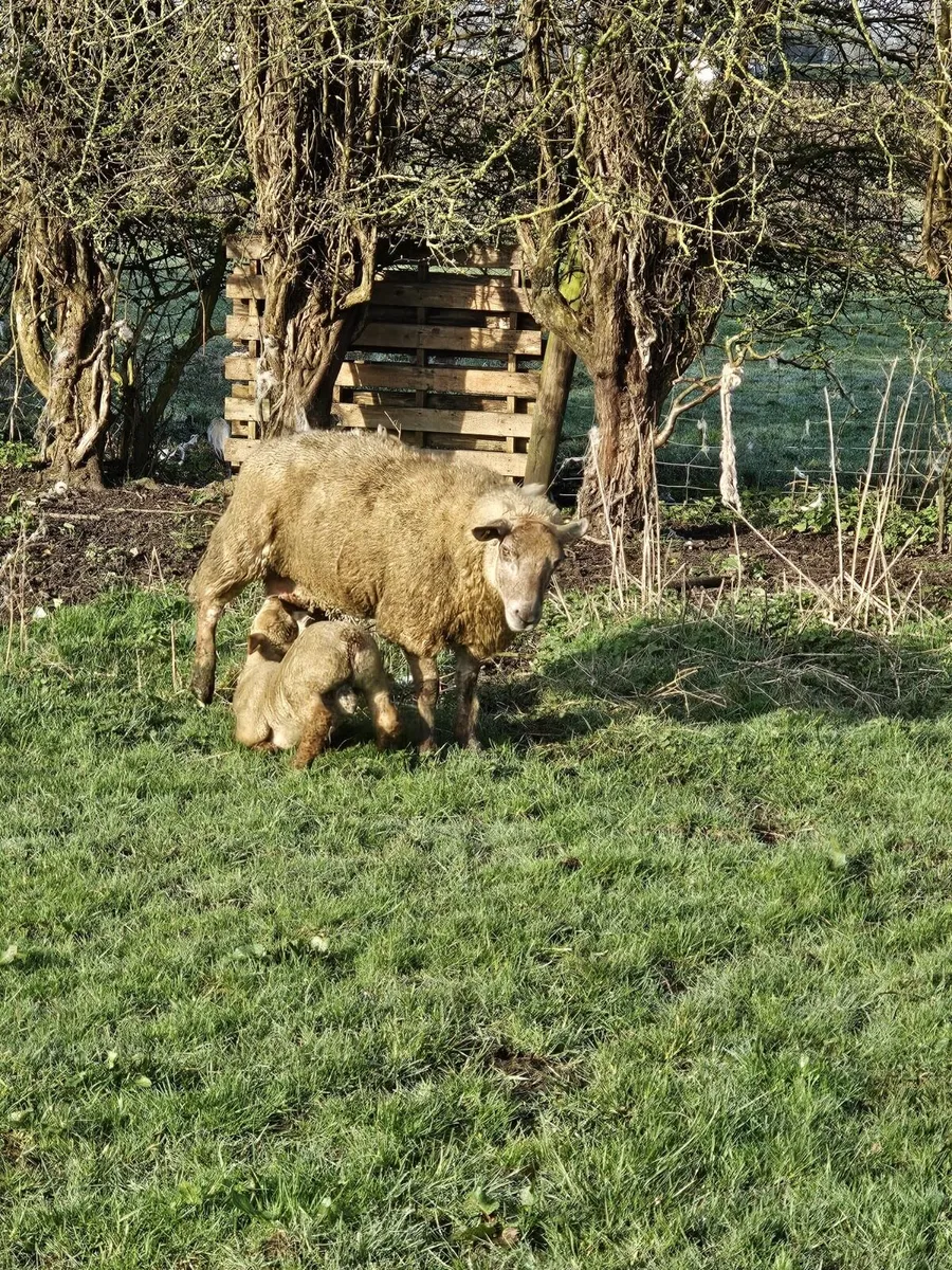 4 ewes and 4 lambs - Image 2