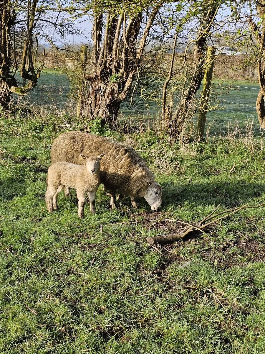 4 ewes and 4 lambs - Image 3