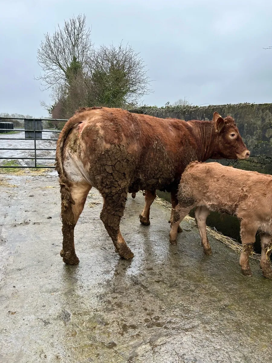 Cows with calfs going ballinasloe 21st march - Image 1