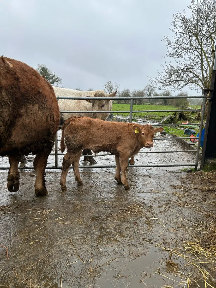 Cows with calfs going ballinasloe 21st march - Image 2