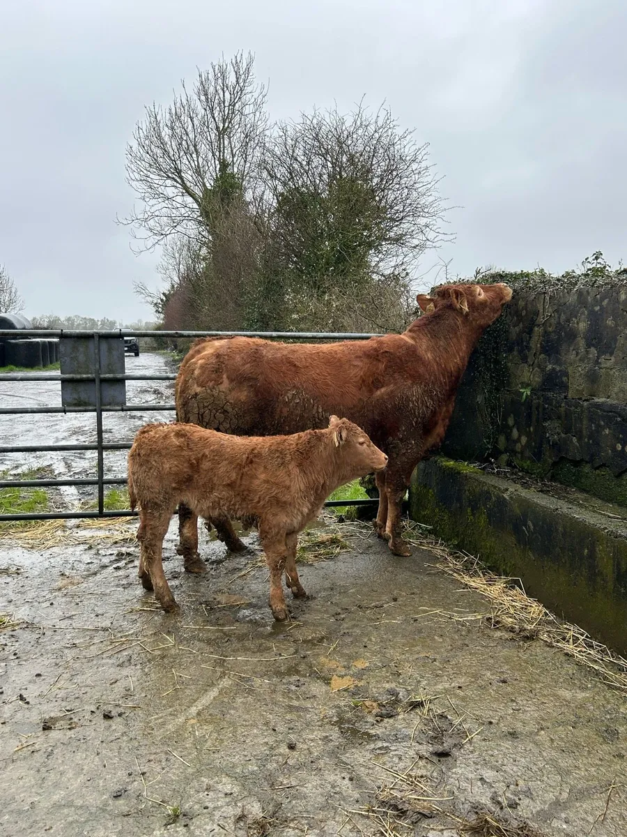 Cows with calfs going ballinasloe 21st march - Image 3