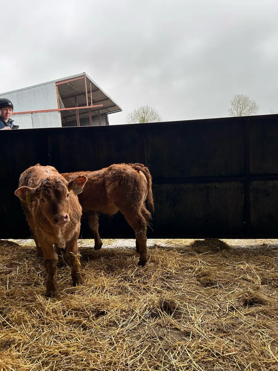 Cows with calfs going ballinasloe 21st march - Image 4