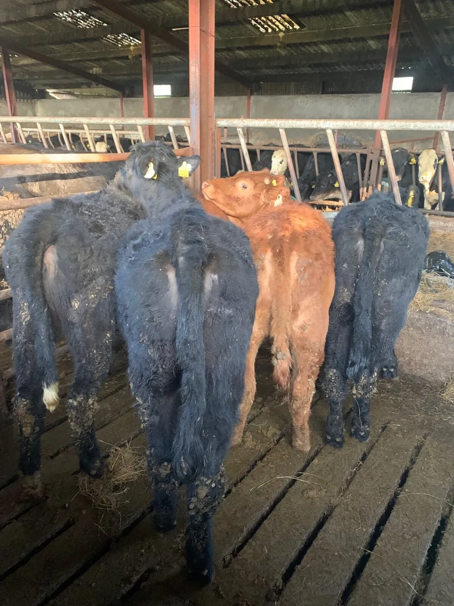 5 Lovely Quality LMX Heifers - Image 1