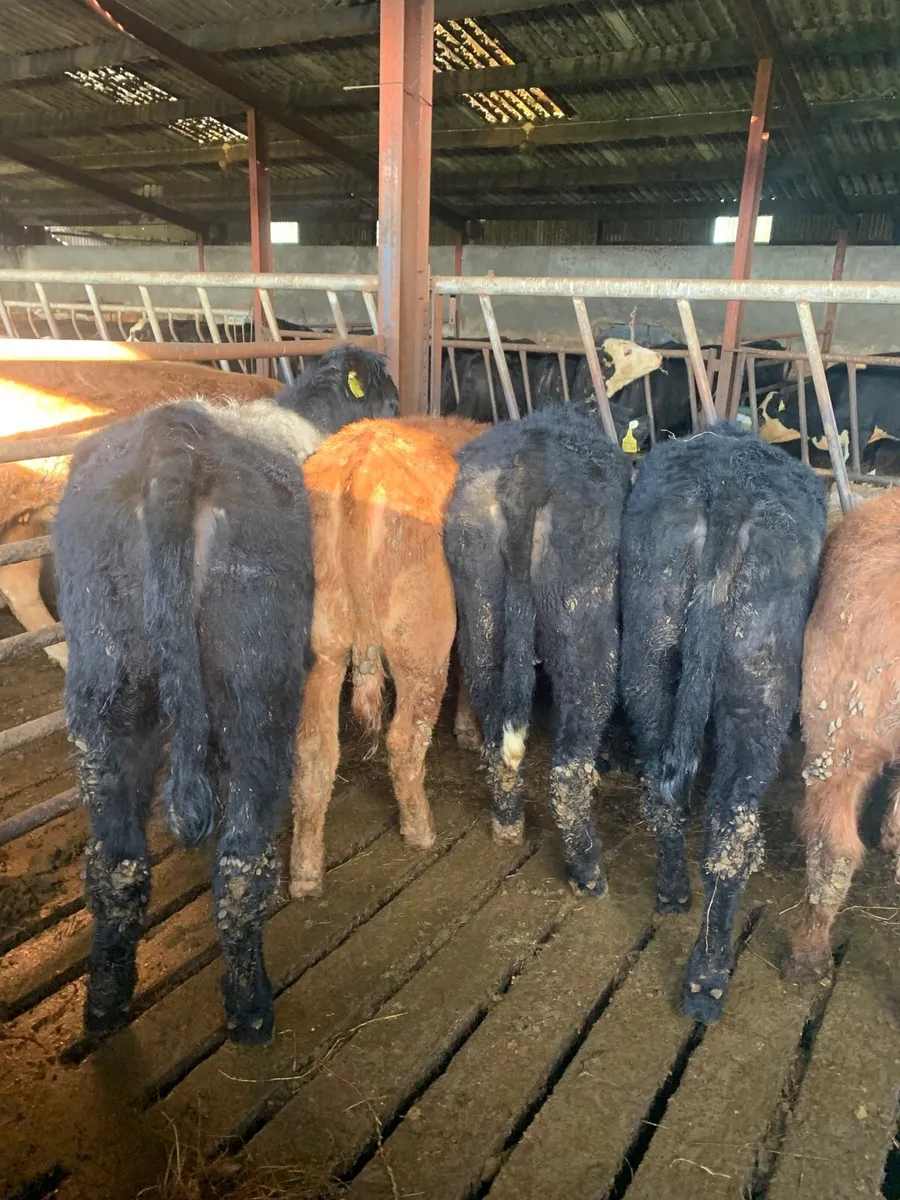 5 Lovely Quality LMX Heifers - Image 4