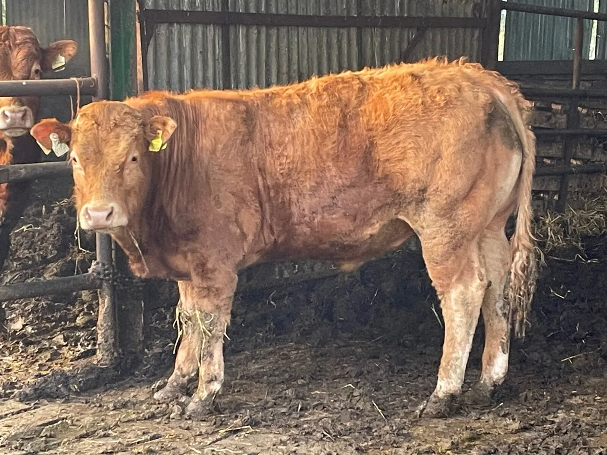 Pbr limousine Bull - Image 1