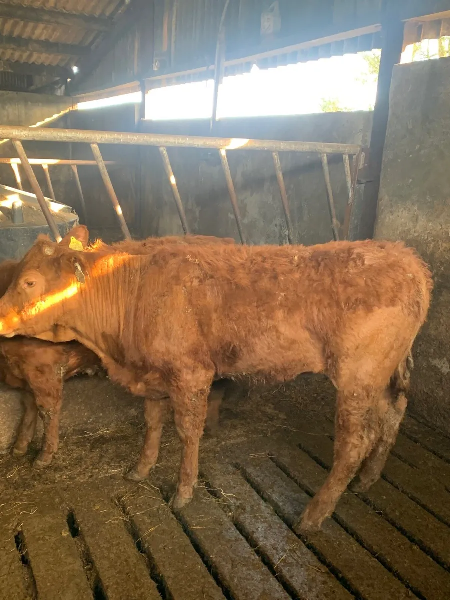 5 Lovely Quality LMX Heifers - Image 2