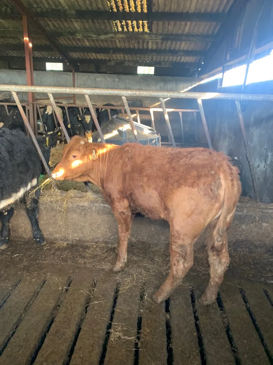 5 Lovely Quality LMX Heifers - Image 3