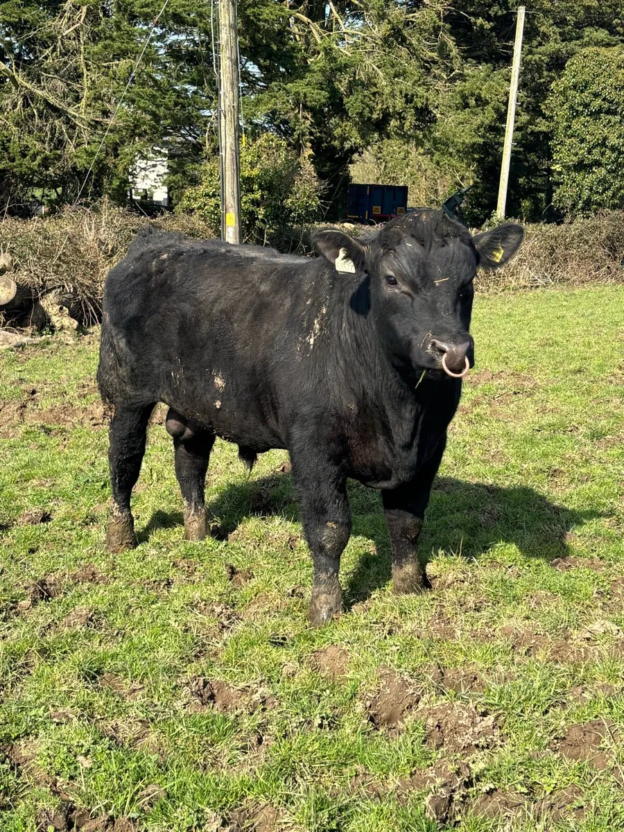 Pedigree Angus Bull - Image 1