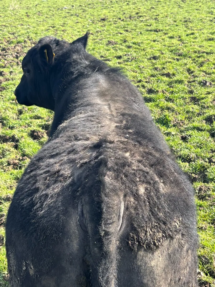 Pedigree Angus Bull - Image 3