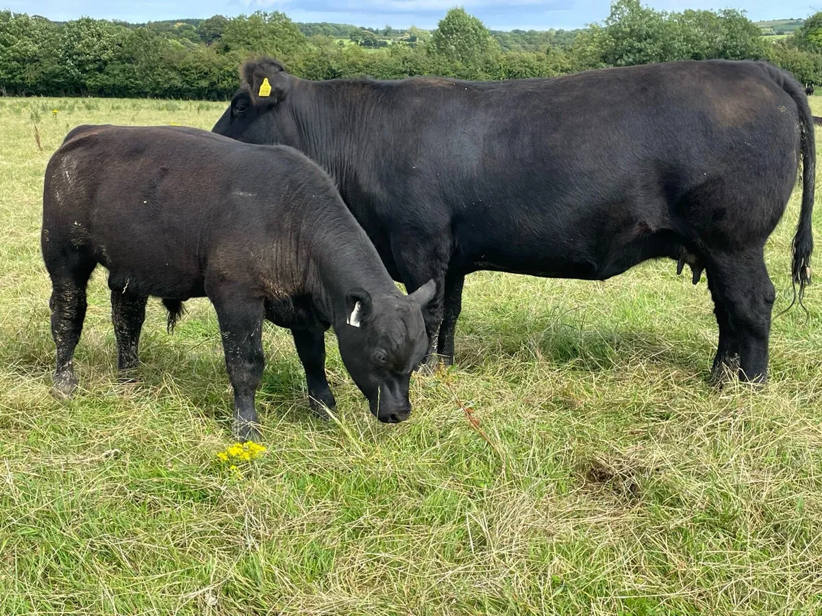 Pedigree Angus Bull - Image 4