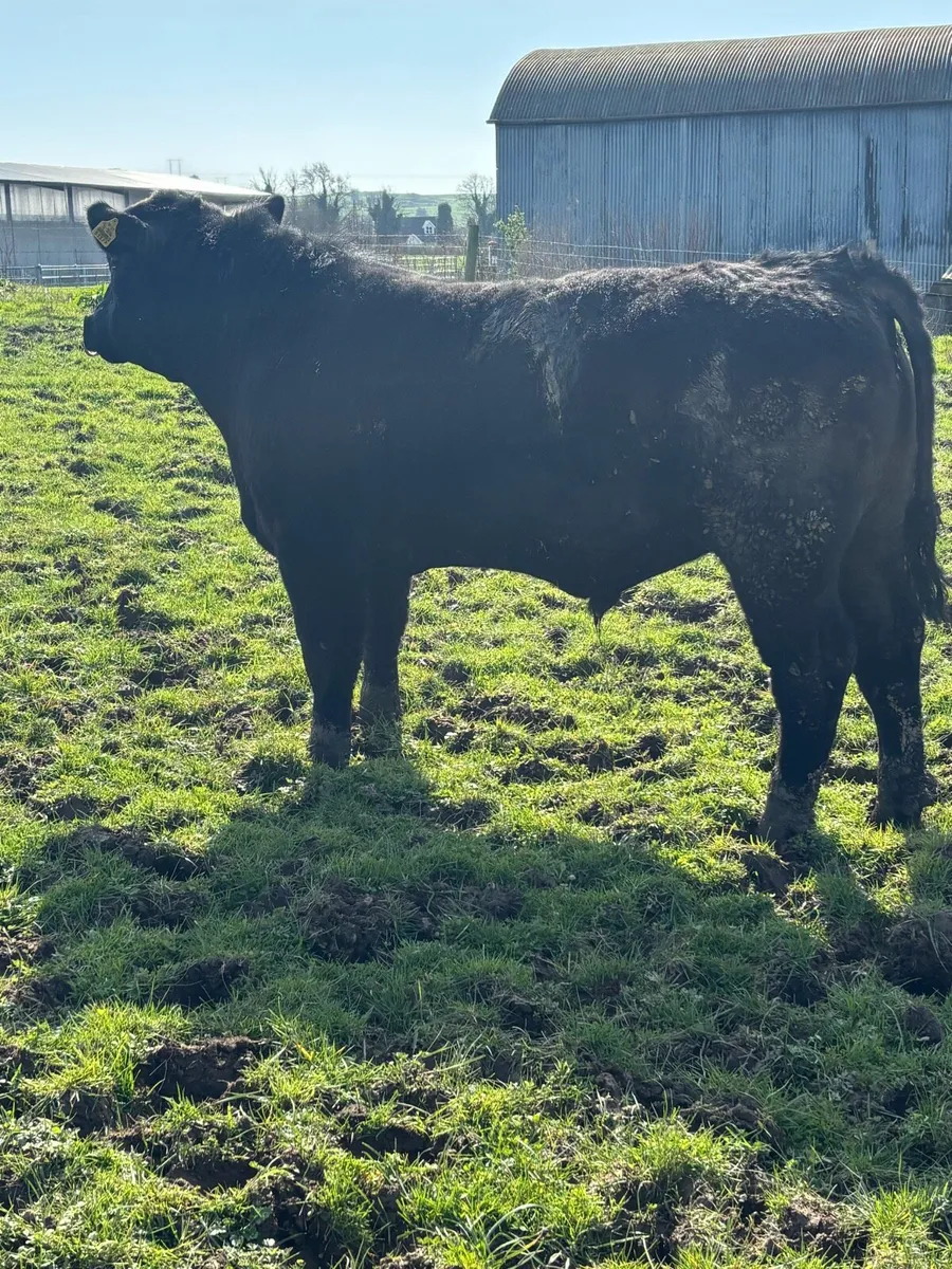 Pedigree Angus Bull - Image 2