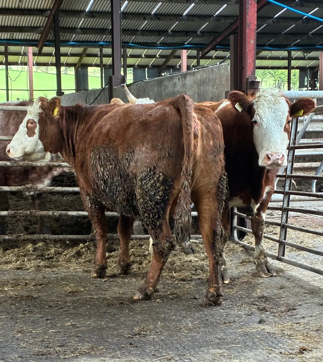 Sucklers for sale - Image 2