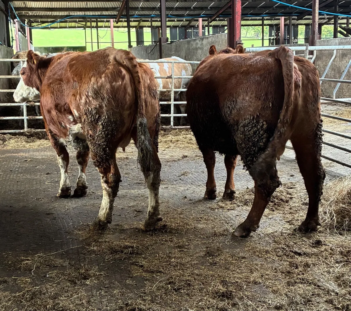 Sucklers for sale - Image 3