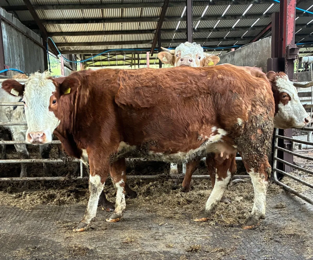 Sucklers for sale - Image 4