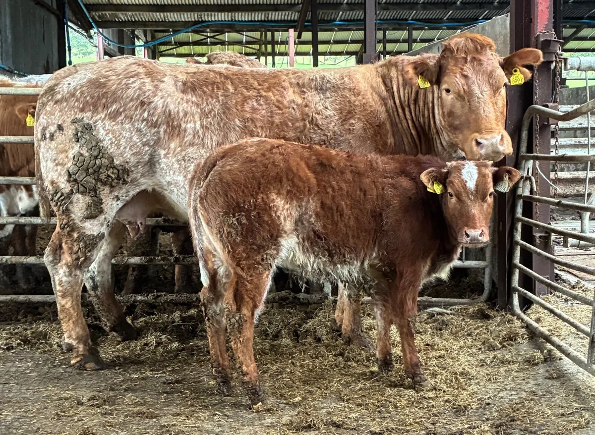 Sucklers for sale - Image 1