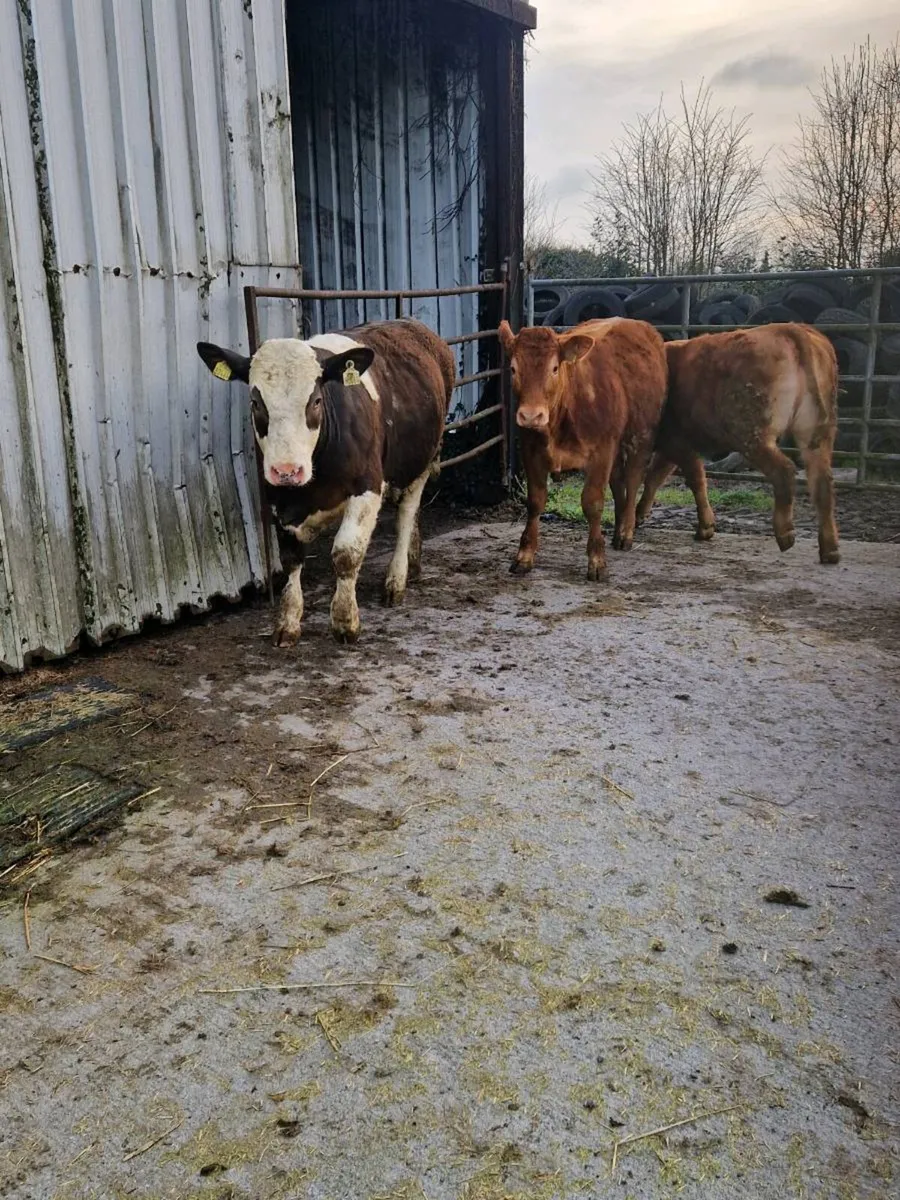 Heifers - Image 2