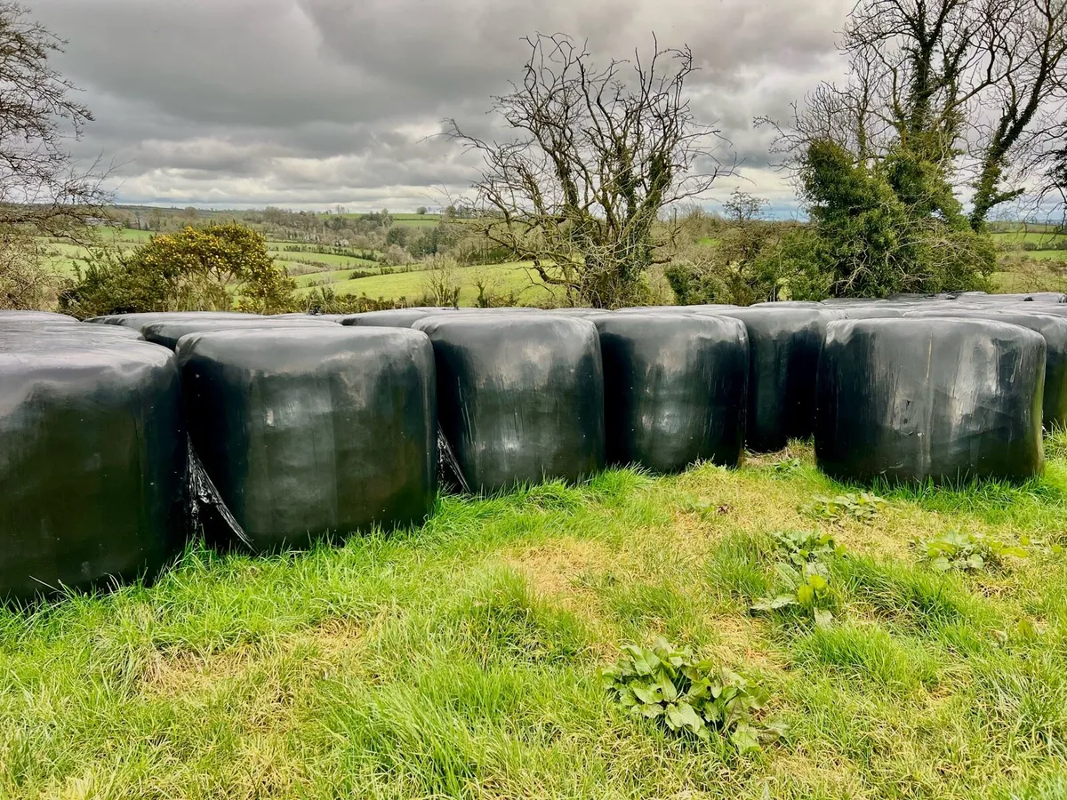 Organic Red Clover Bales & Oats - Image 3