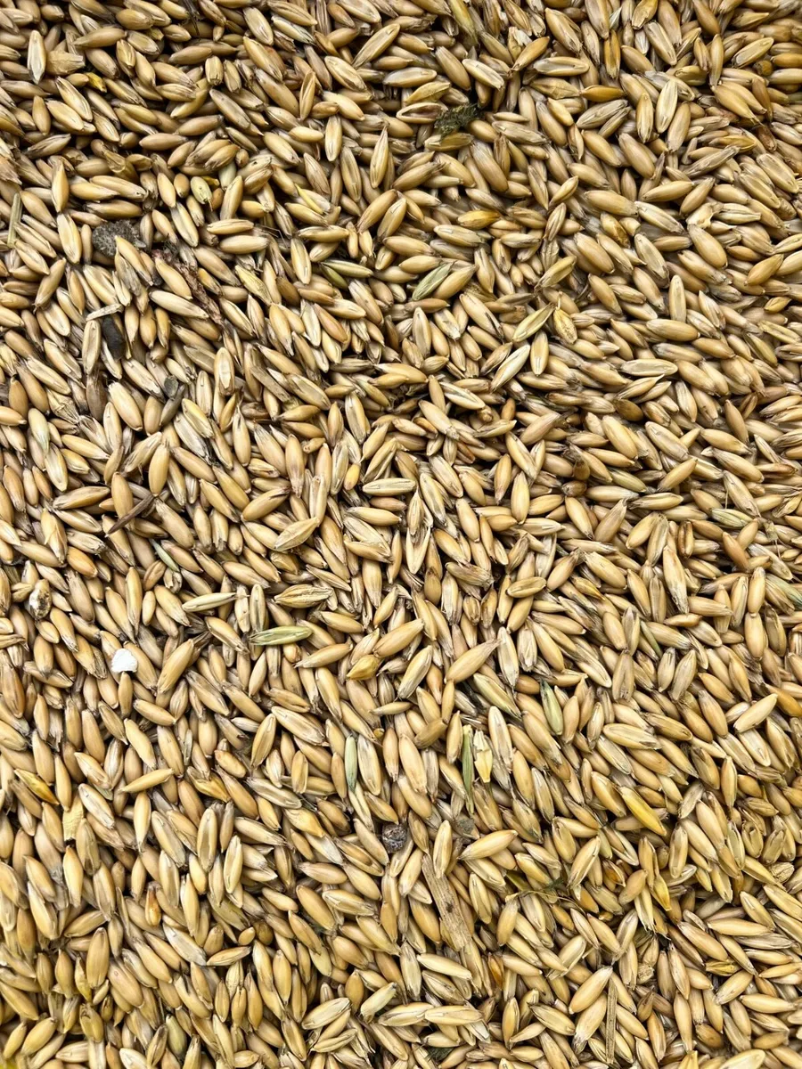 Organic Red Clover Bales & Oats - Image 4