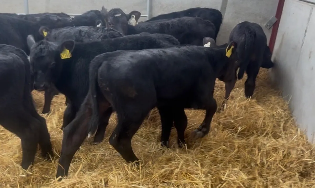 ❌AA bulls and  hefiers ❌ - Image 2