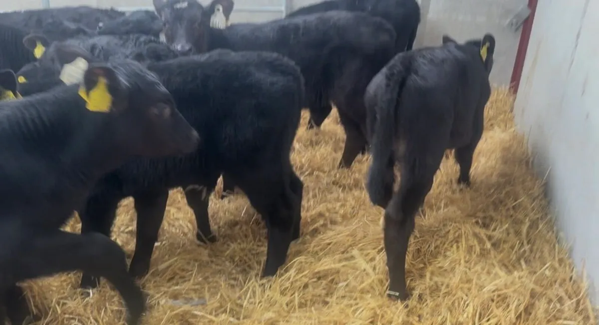 ❌AA bulls and  hefiers ❌ - Image 3