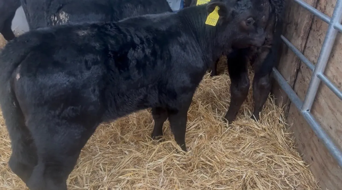 ❌AA bulls and  hefiers ❌ - Image 1