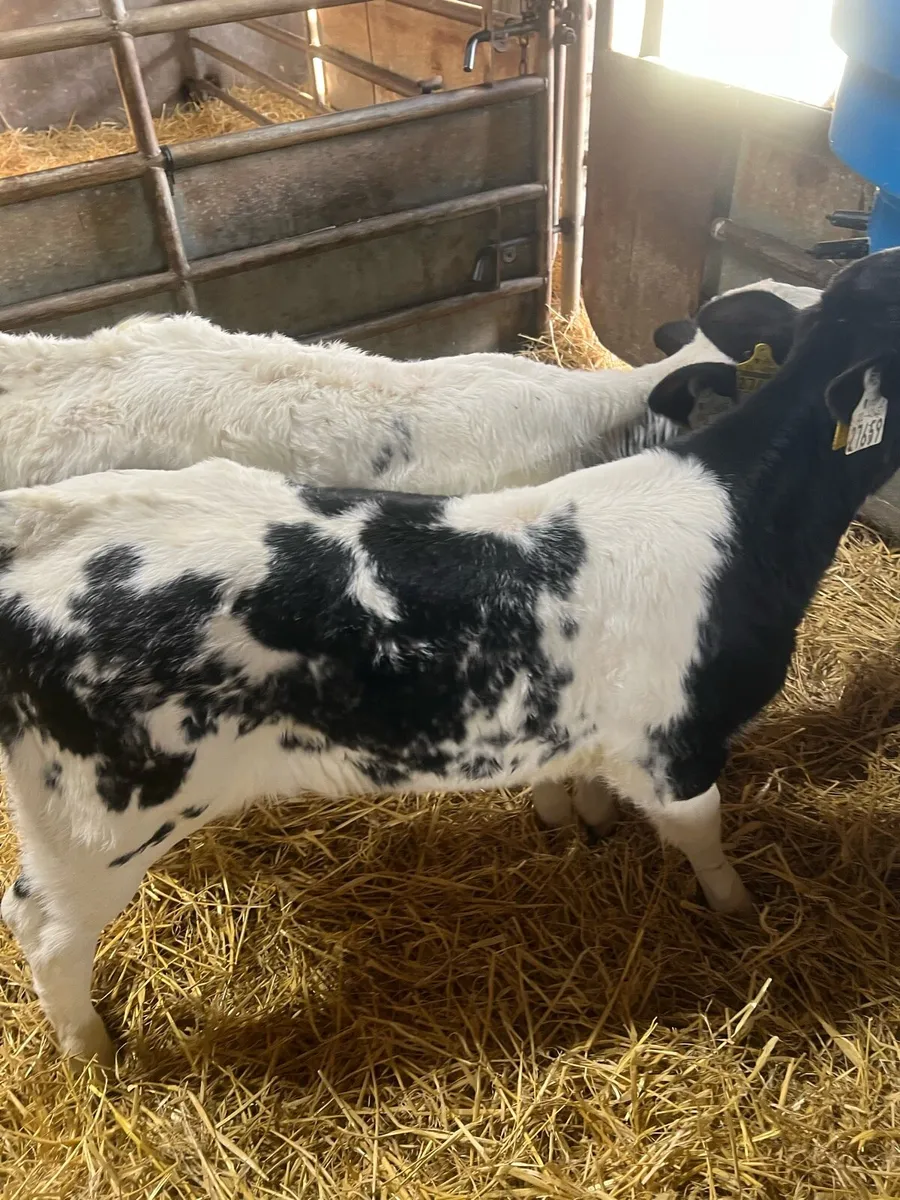 BB heifer calf’s for sale - Image 1