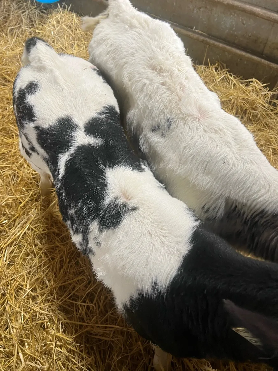 BB heifer calf’s for sale - Image 2