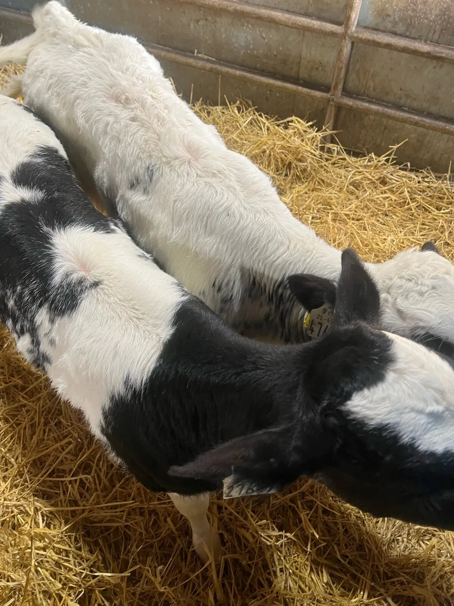 BB heifer calf’s for sale - Image 4